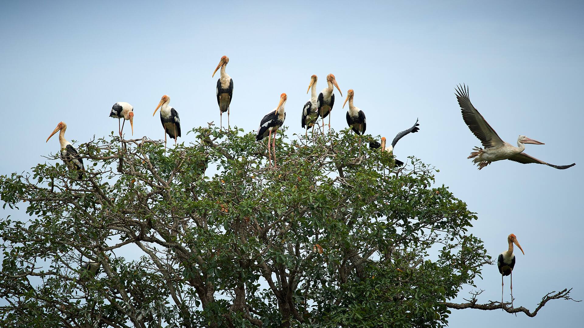 Prek Toal Bird Sanctuary Cambodia