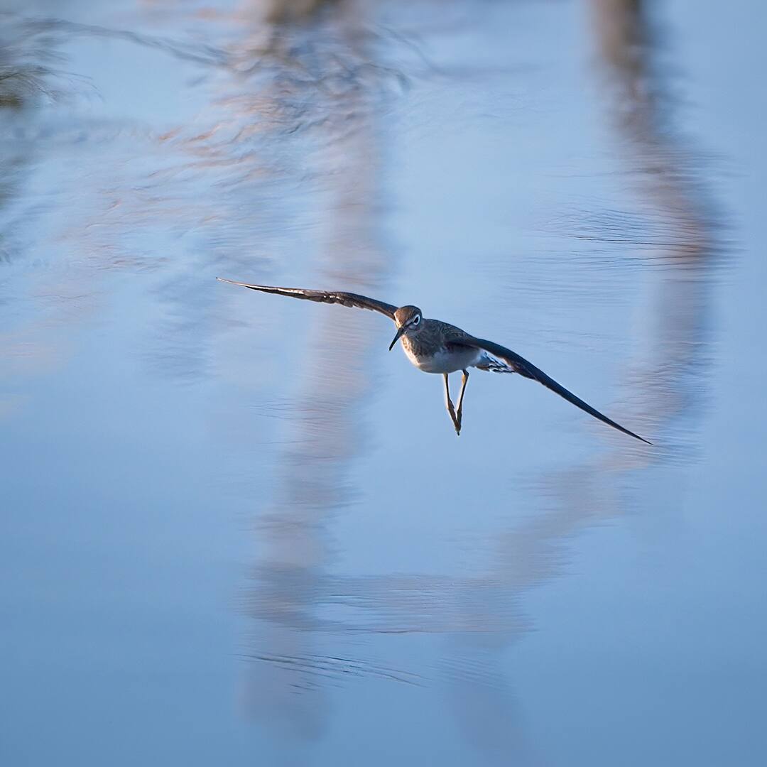 High angle view of sandpiper flying in lake 