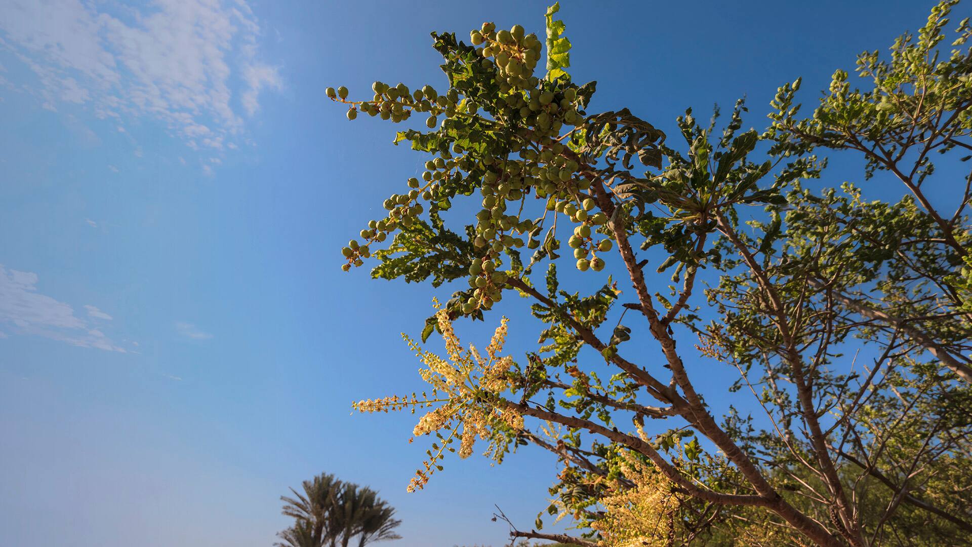 Frankincense tree (Boswellia sacra), Museum of Frankincense Land, Al-Baleed, UNESCO World Heritage Site, Salalah, Dhofar, Oman