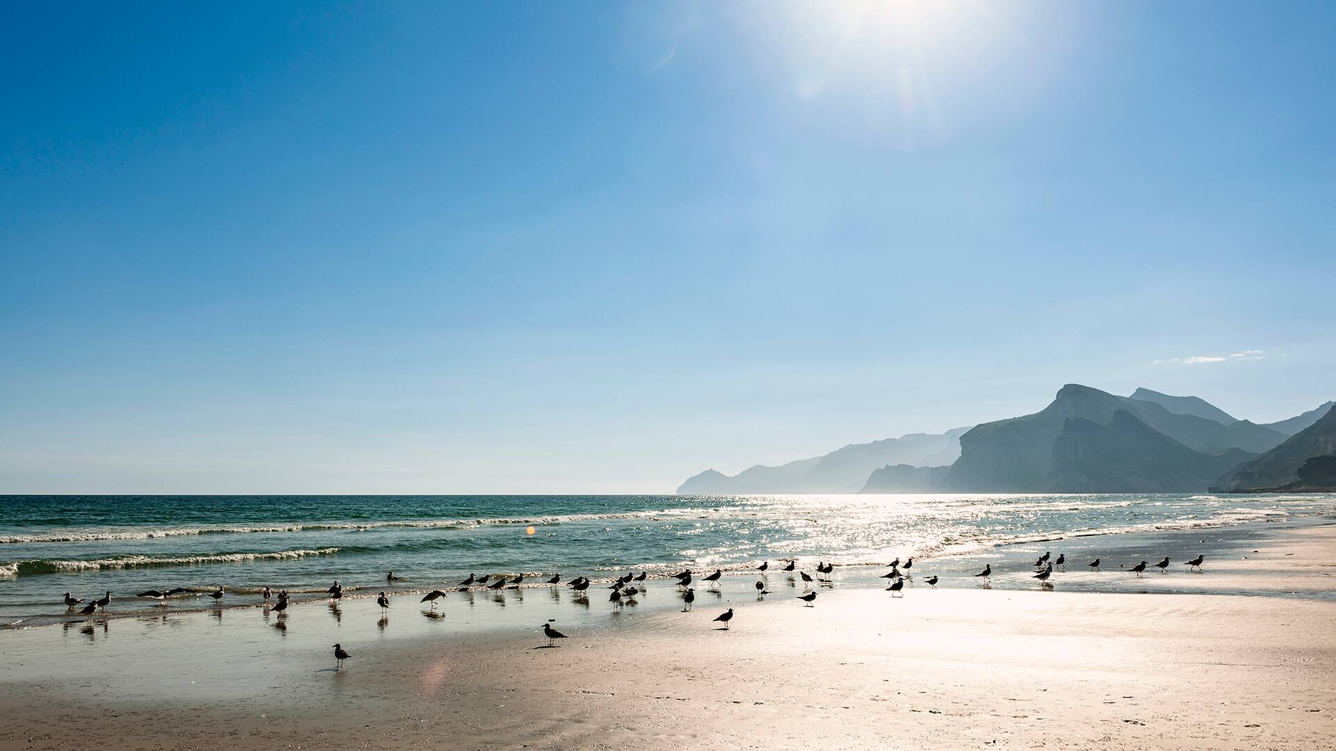 Seagulls on Mughsail Beach in Salalah, Oman under a sunny sky