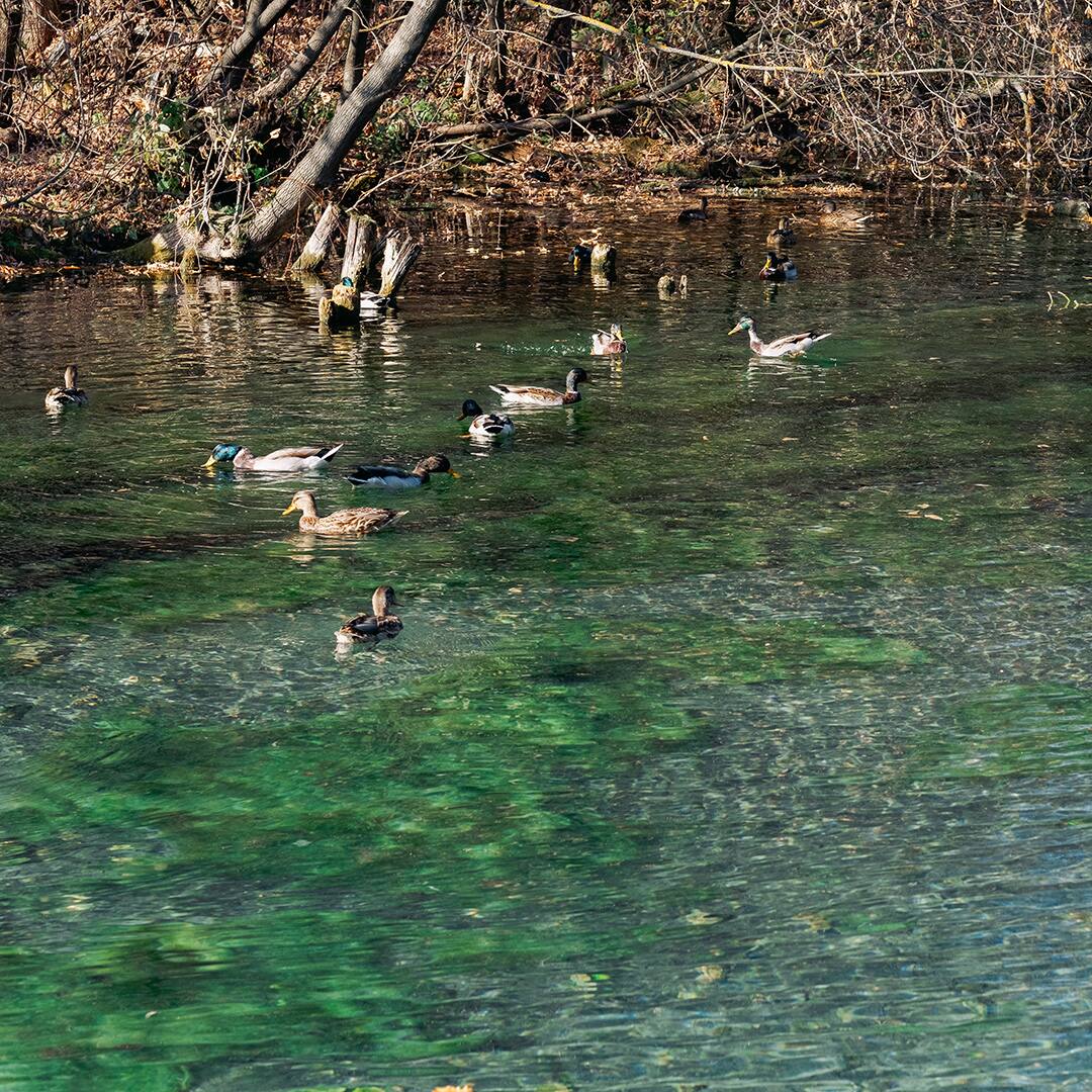 Ducks swim on a blue lake on a sunny day.Lake with a greenish tint of water