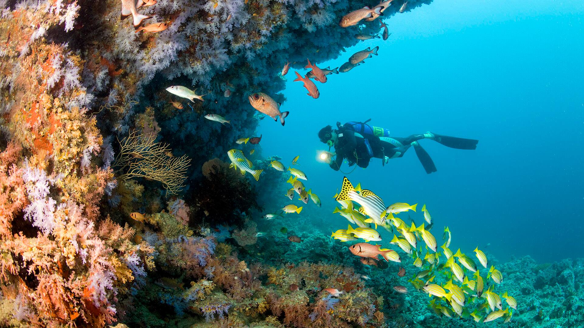 Diver, Healthy Reef, Maldives