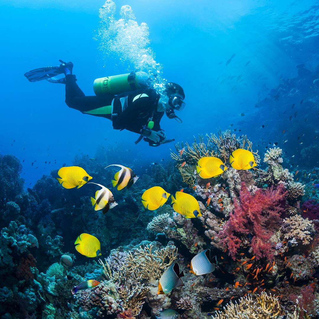 Scuba diver with butterflyfish