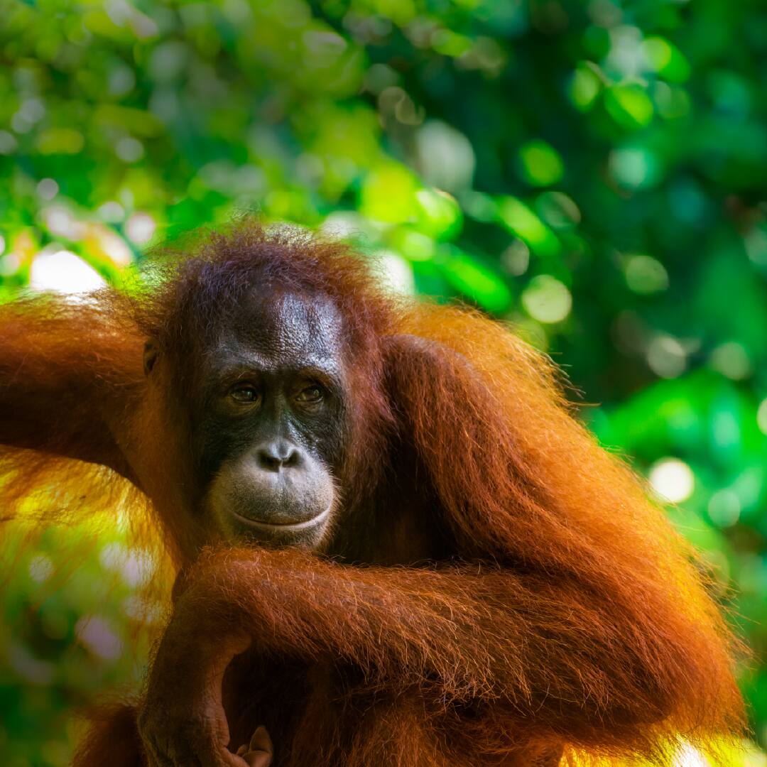 secondary-image-sumatran-bird-gi