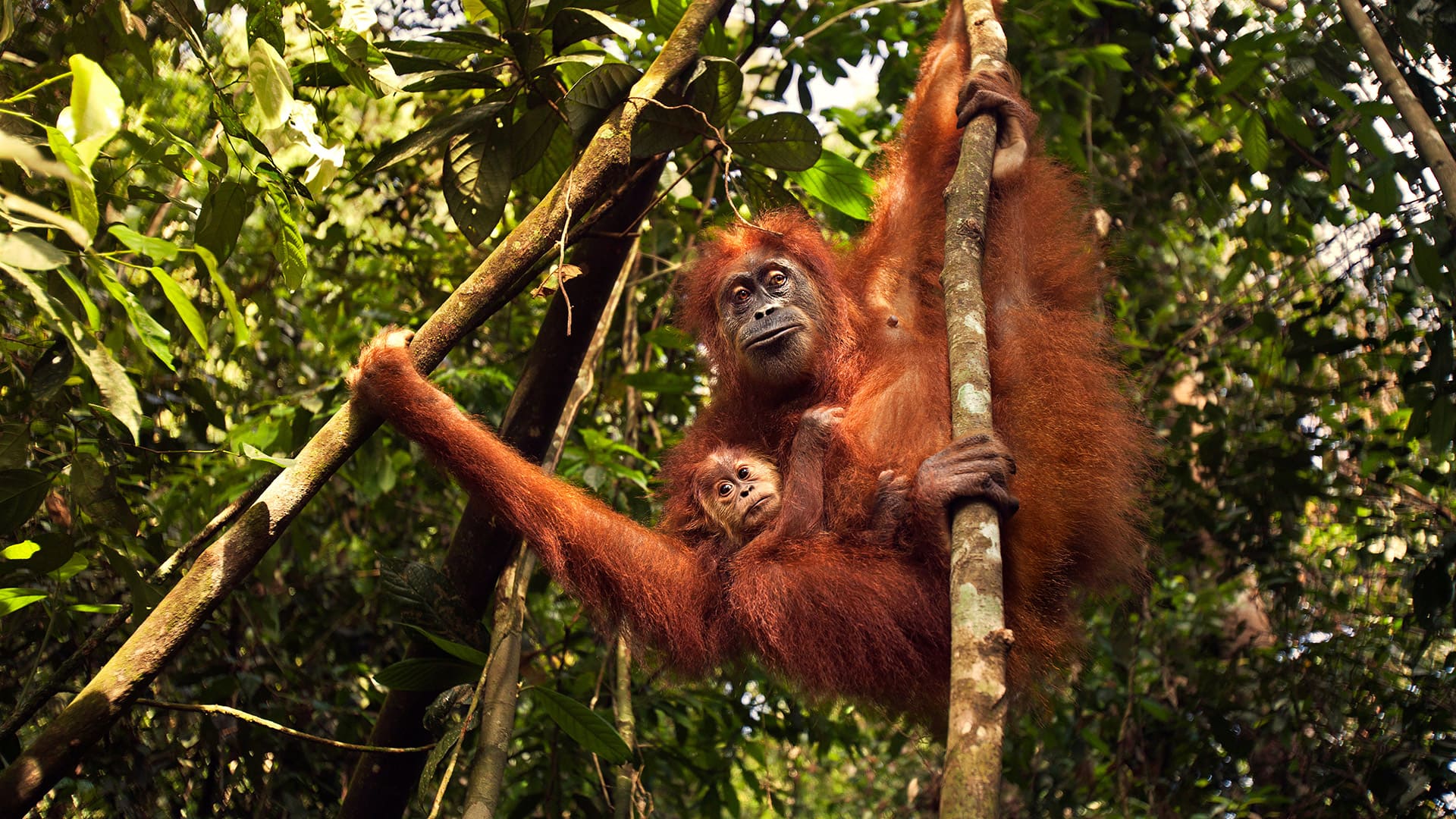wildlife-and-nature-1-orangutan-in-bukit-lawang