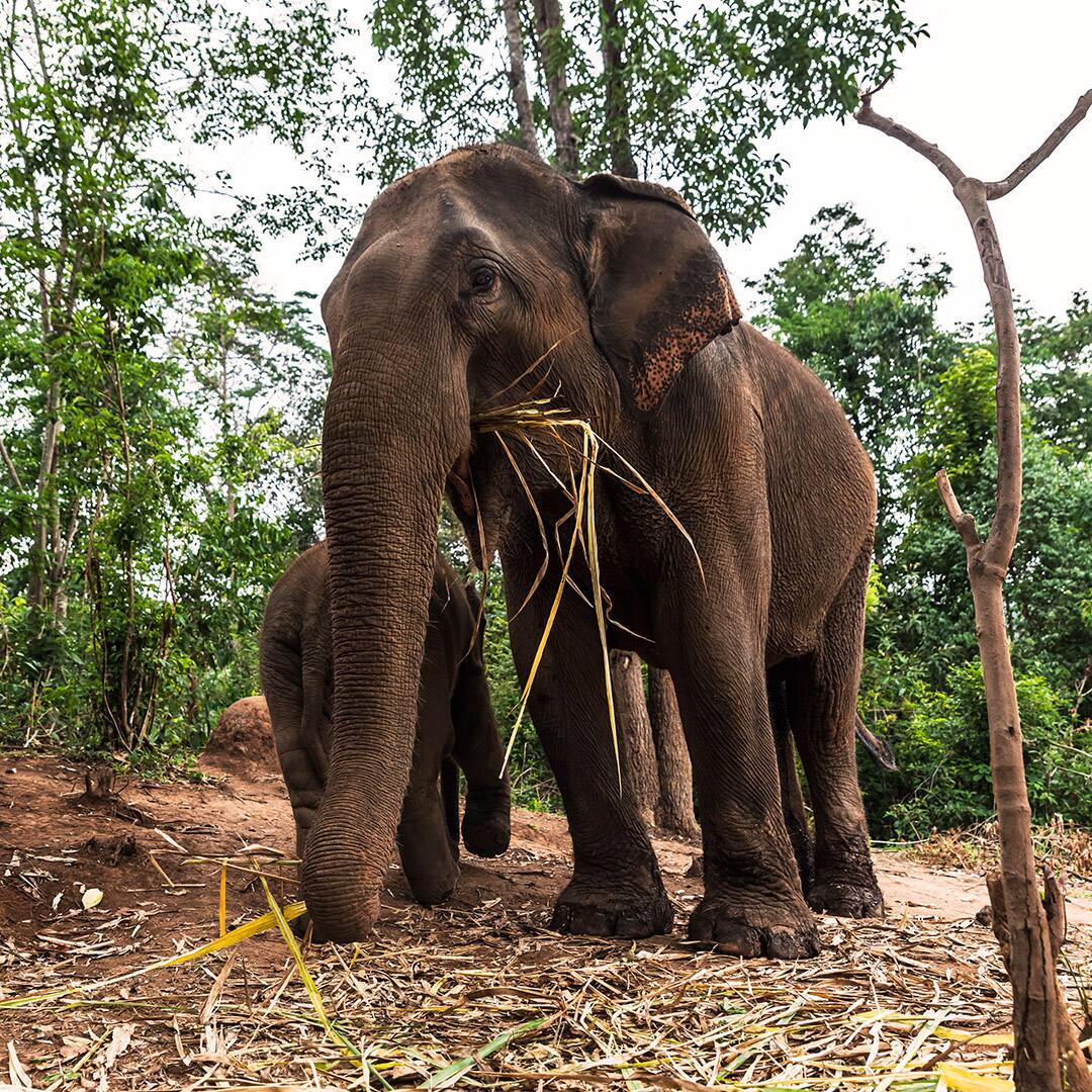 Mother elephant and baby elephant eating bamboo in the wild