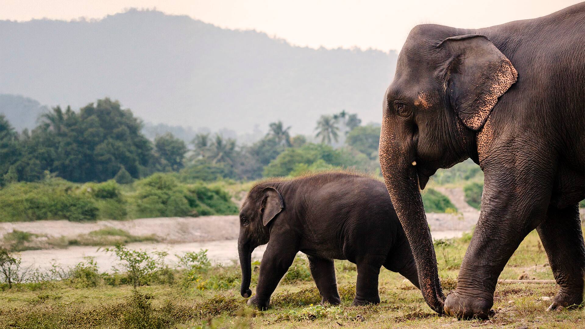 Elephant Rescue Park in Chiang Mai, Thailand