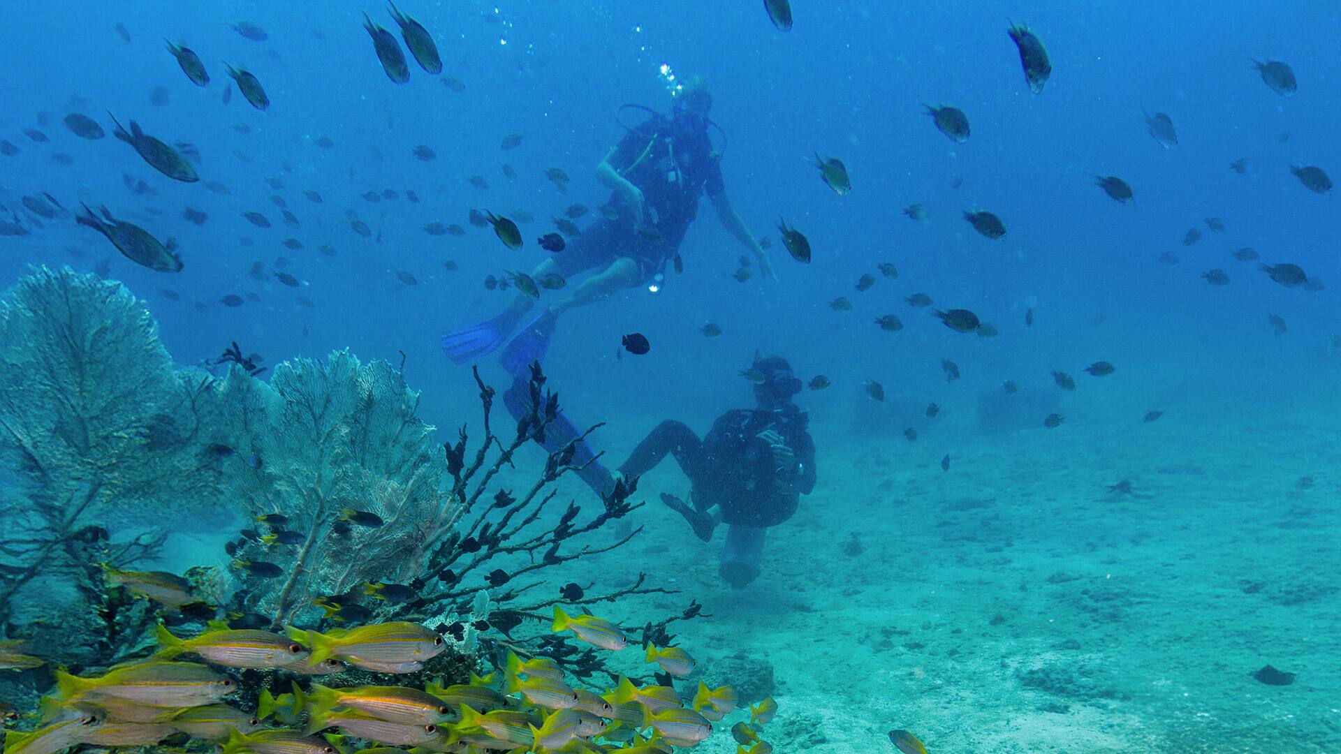 Shoal of Bigeye Snapper (Lujanus lutjanus) Fish and Scuba Divers, Andaman Sea, Krabi