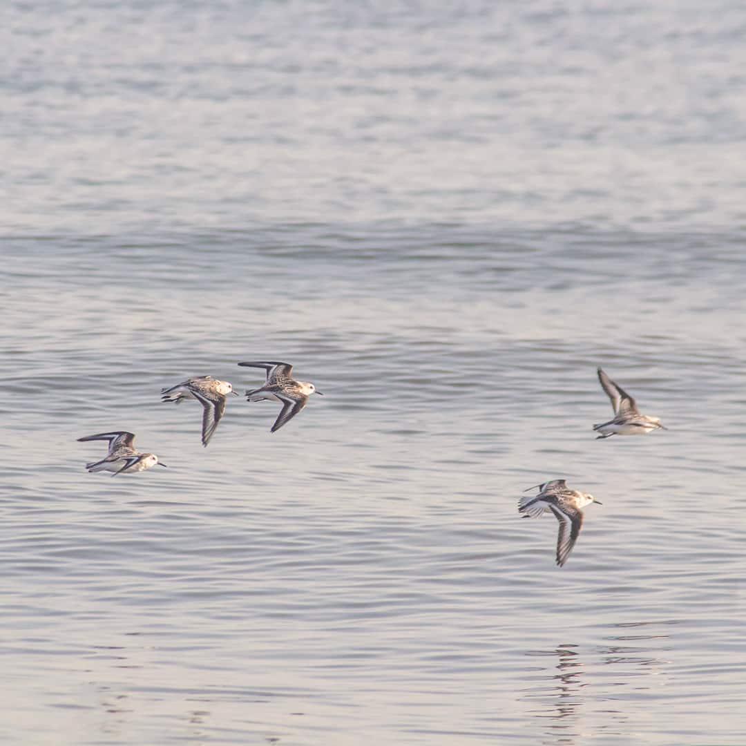 The great crested grebe on the water,Tunisie,Tunisia