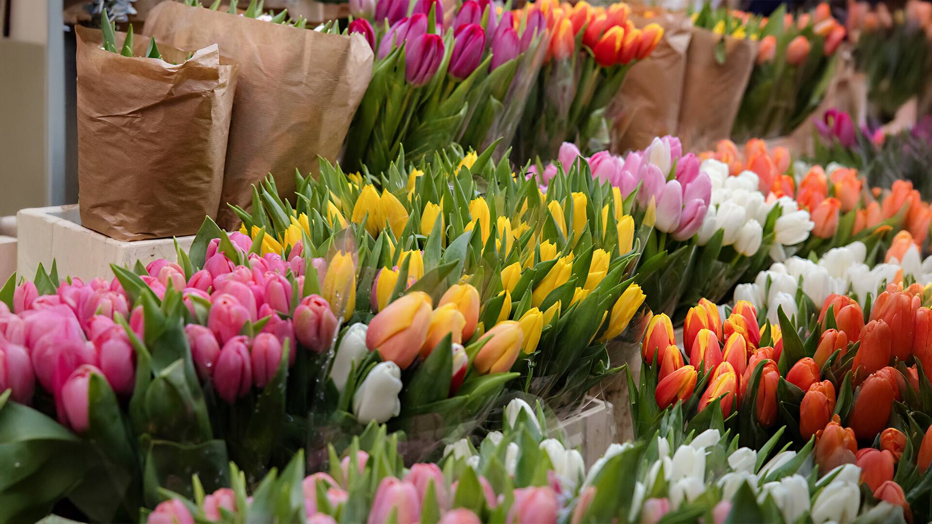 Spring Tulips at the market