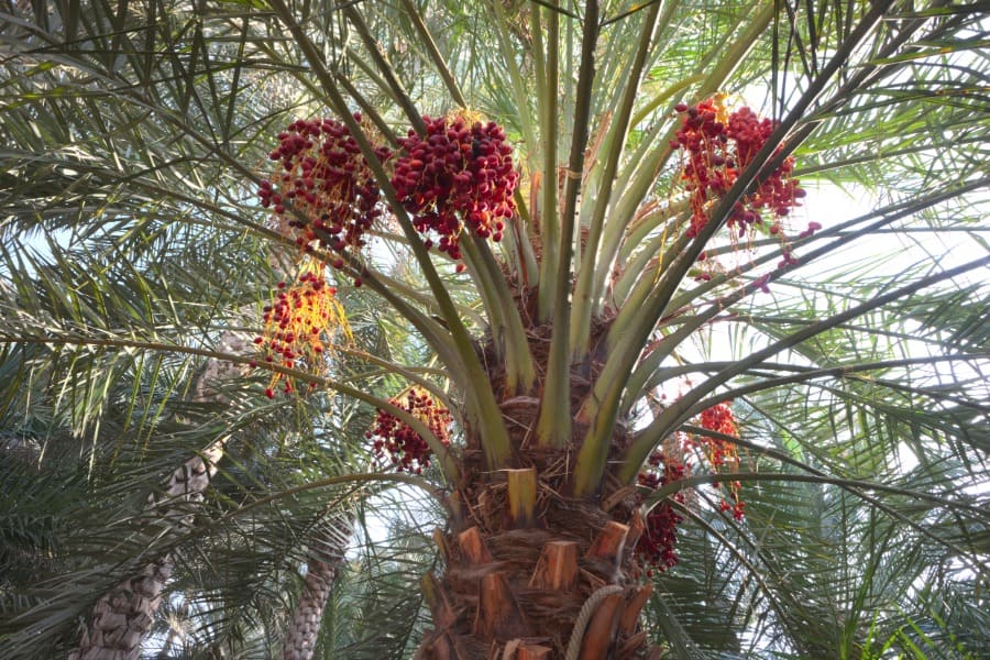 al ain oasis date trees