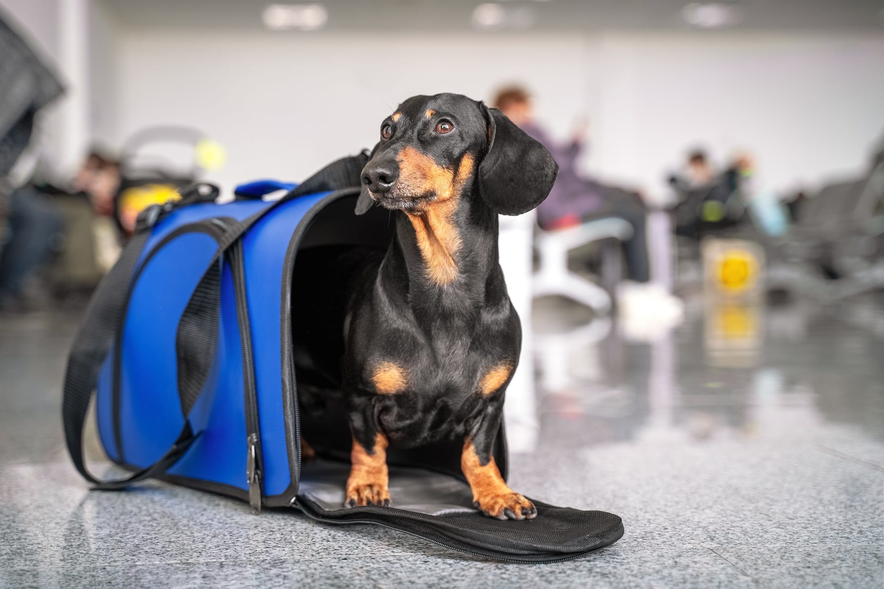 Flying with pet carriers