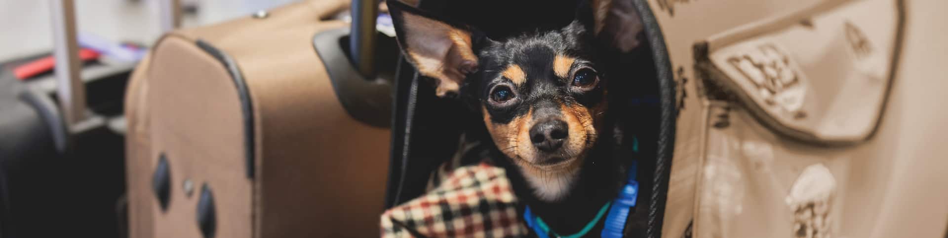 Flying with pet carriers