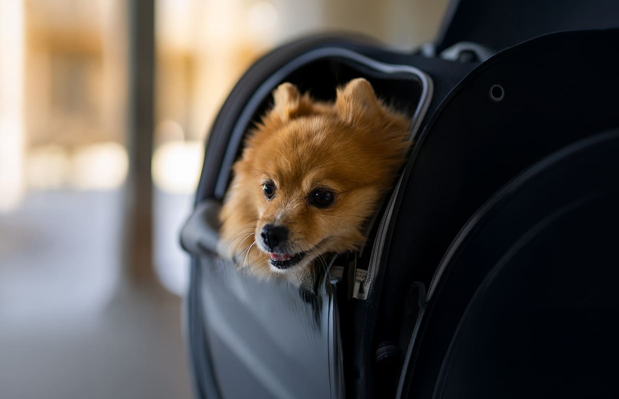Etihad Airways Makes Travelling with Pets More Accessible with a Special Pets Onboard Promotional Offer