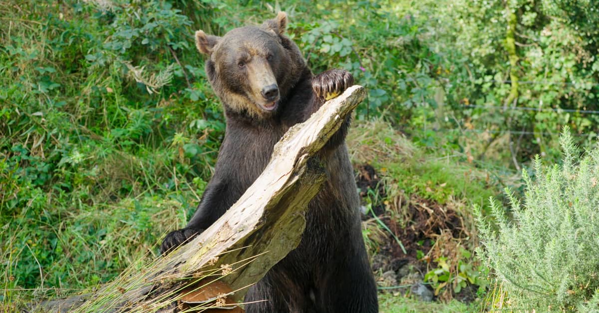 Etihad Cargo supports wildlife conservation with rescue of two brown bears from Russia to Ireland