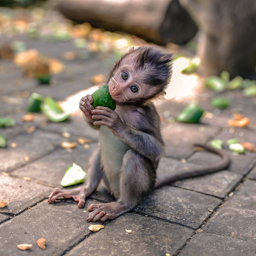 Cute baby monkey eating vegetable