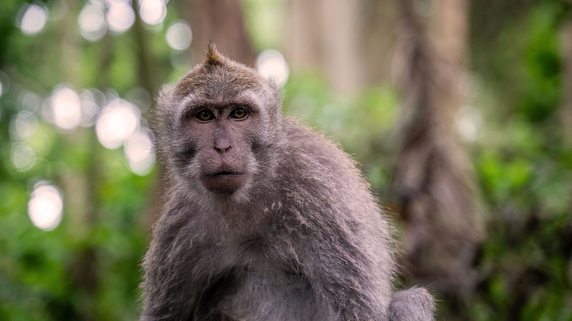 Portrait of Macaque, Ubud, Bali, Indonesia