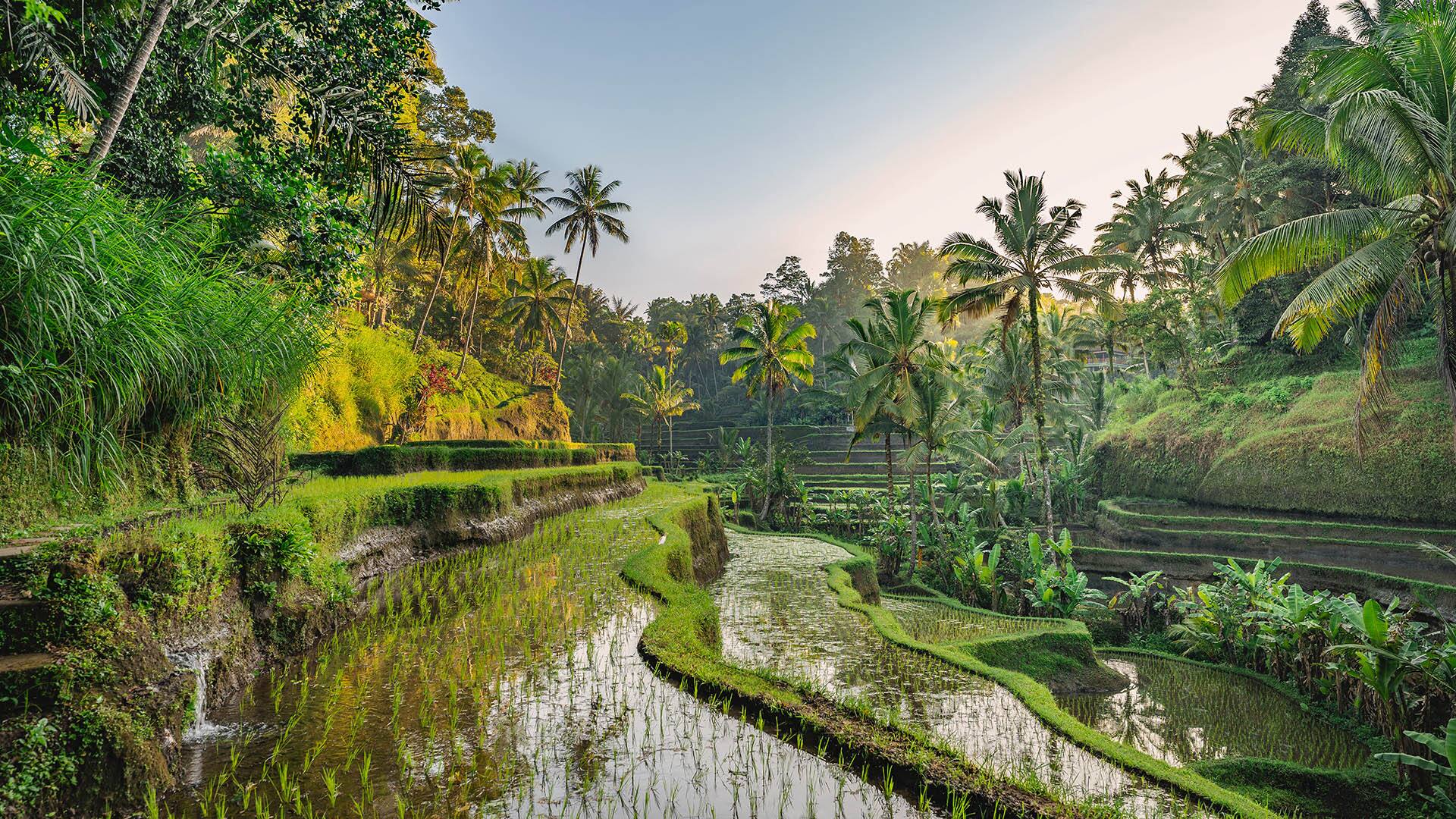 Rice Terrace Bali, Indonesia