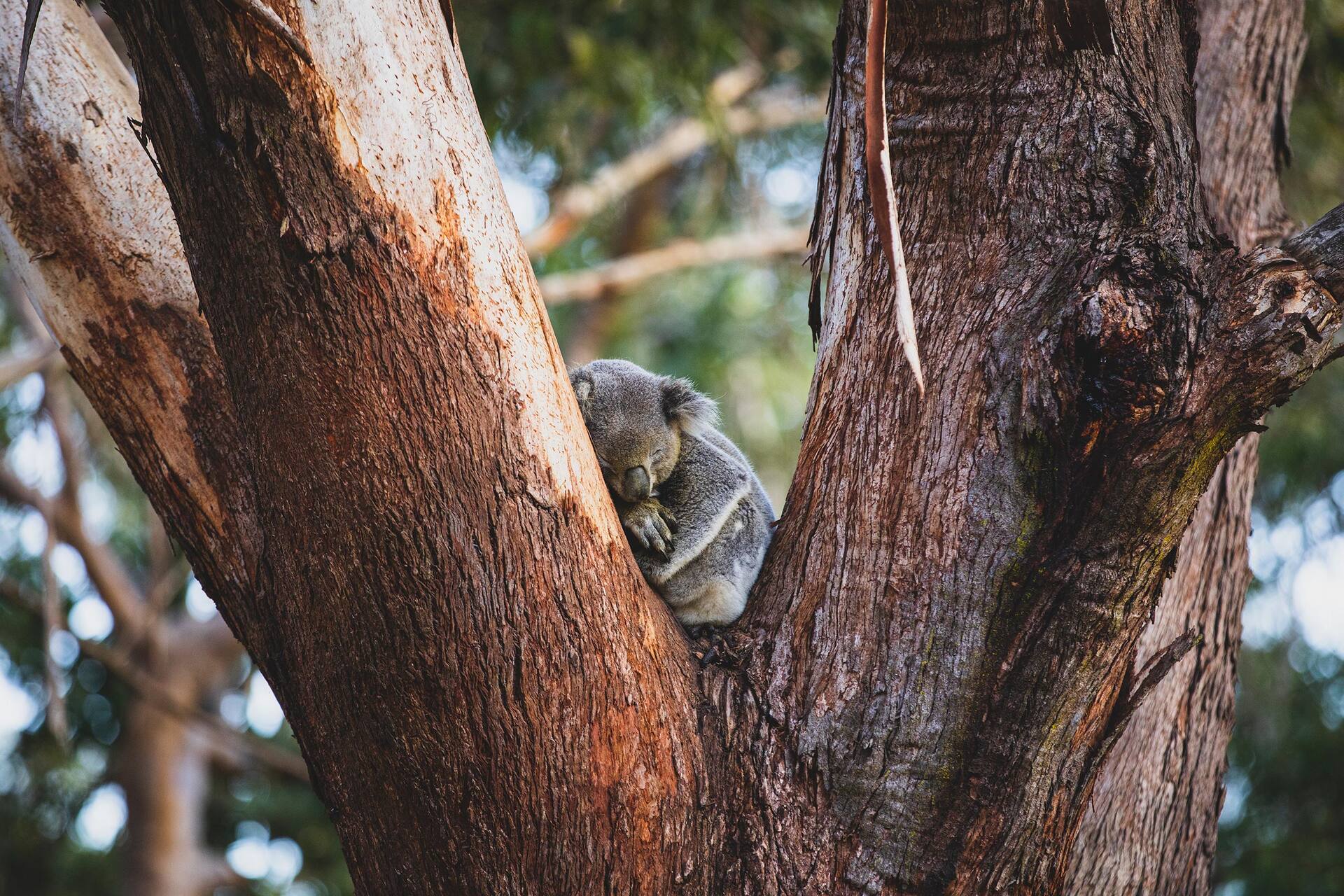 port stephens australia