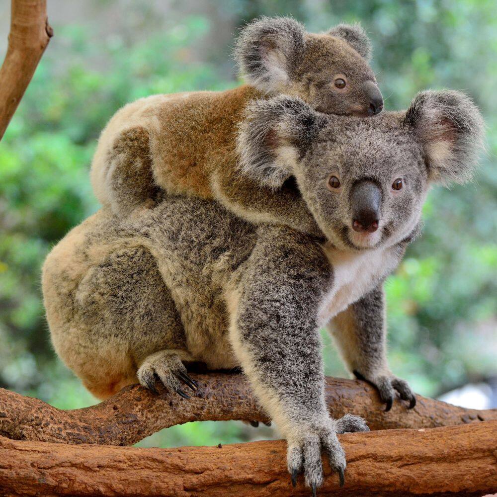 mother and baby koala australia 
