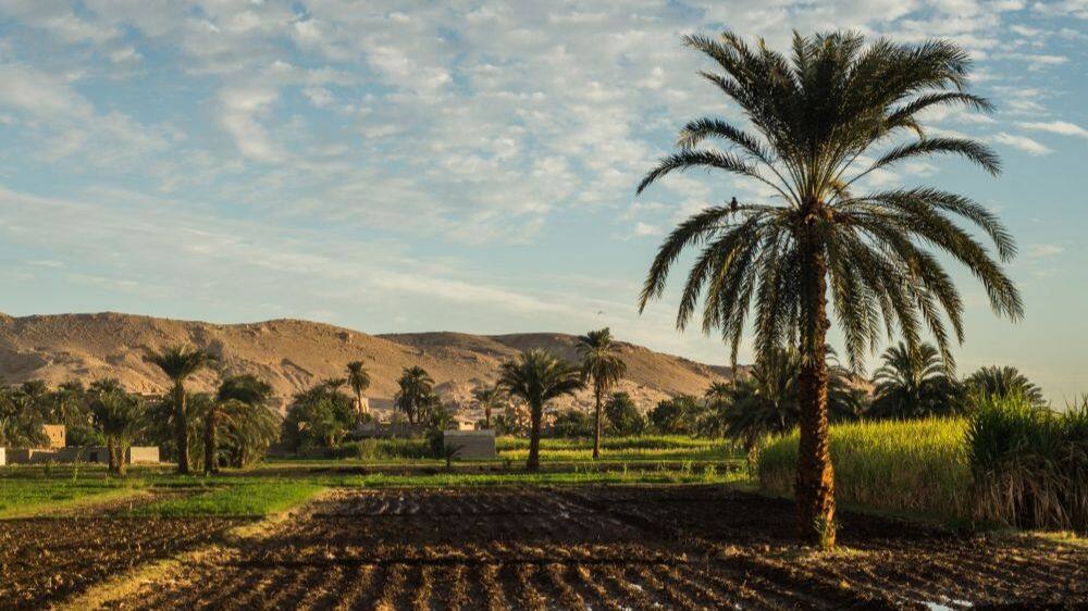 palm trees in distance and fields of luxor westbank in egypt 