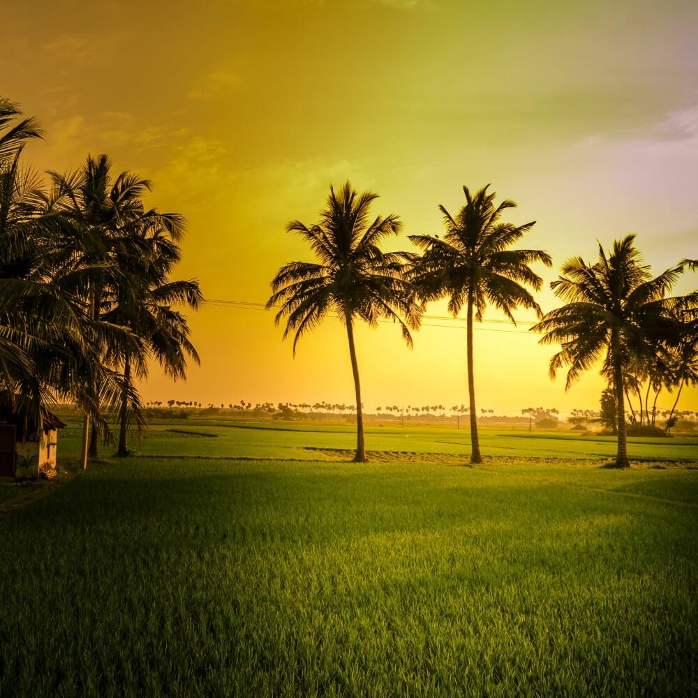 chennai sunset trees