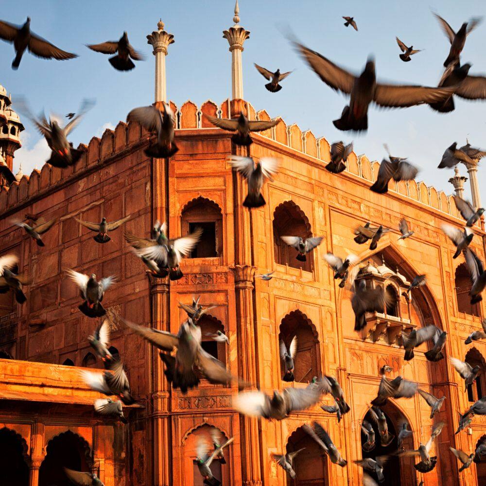 birds flying in front of jama masjid mosque in old delhi