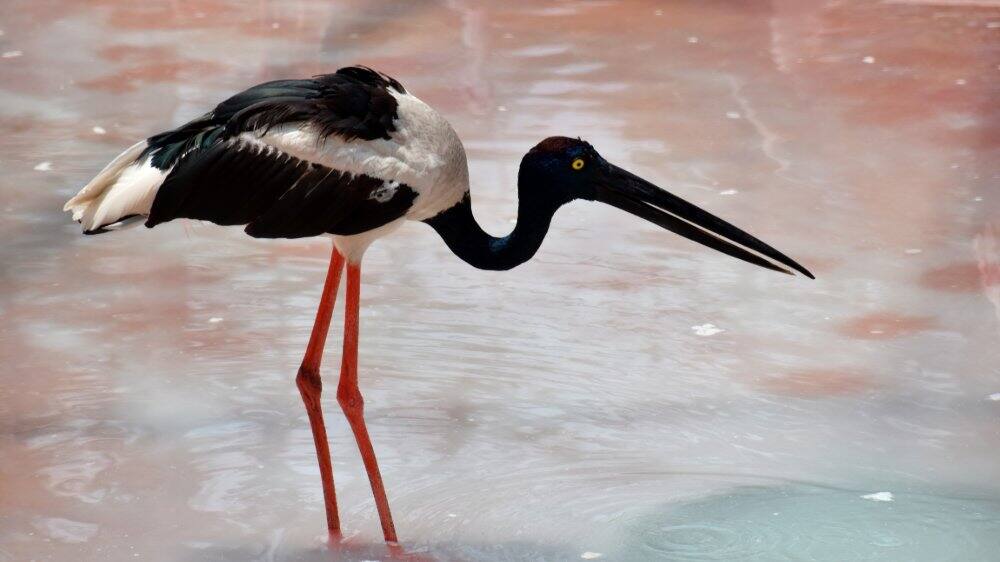 a black necked stork on water in hyderabad