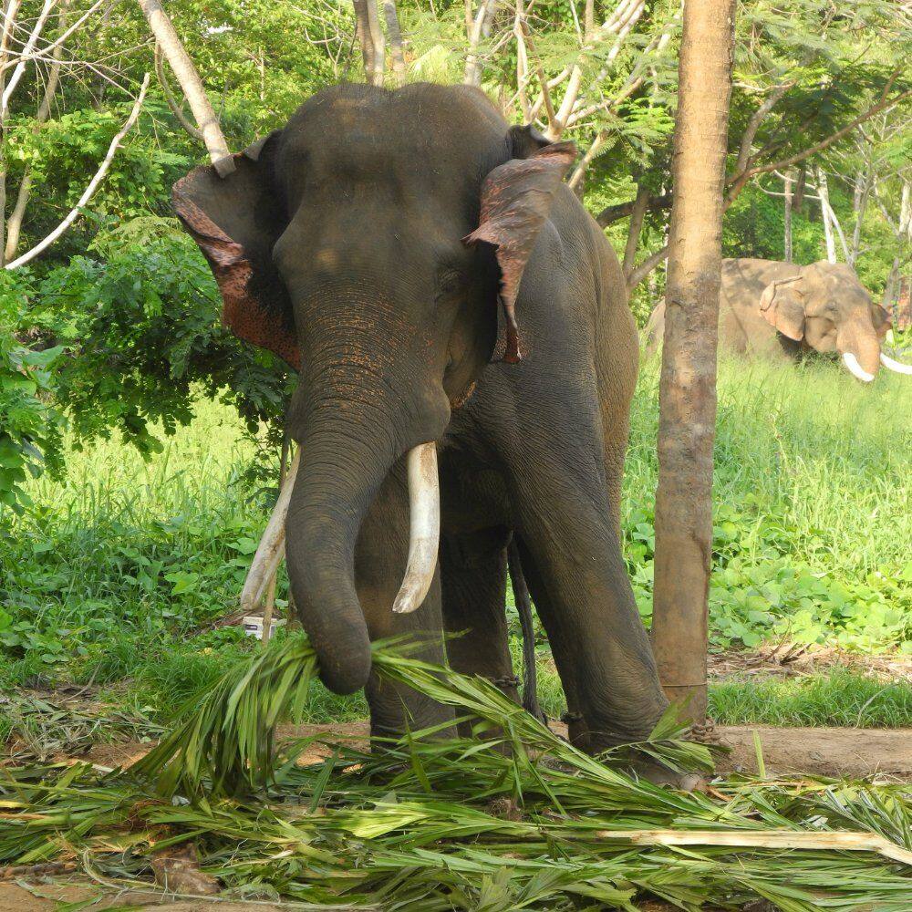an elephant eating in kochi