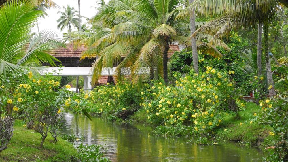 a vision of green trees and shrubbery by a river in kochi