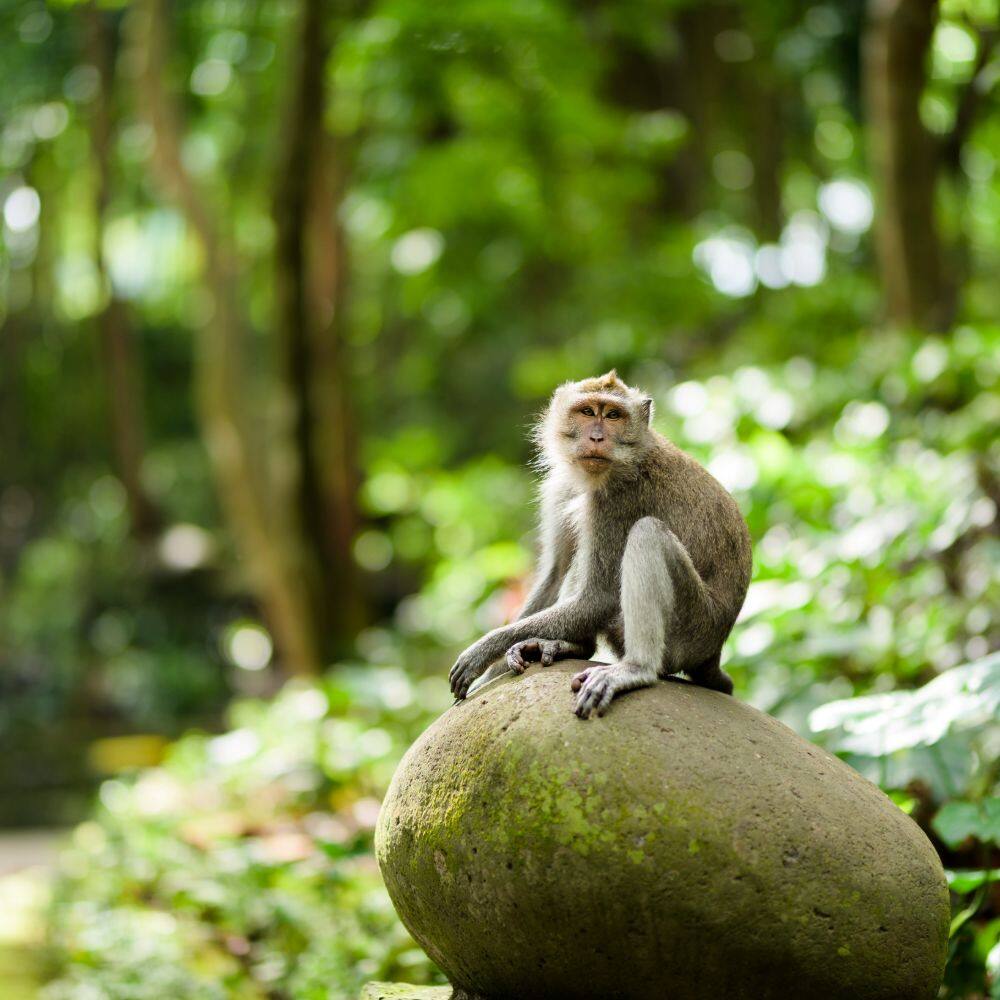 a monkey at the sacred monkey forest in ubud indonesia