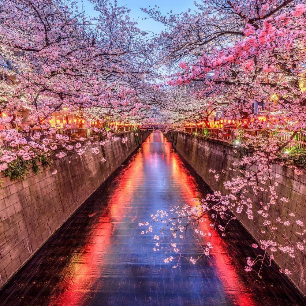 tokyo blossom season
