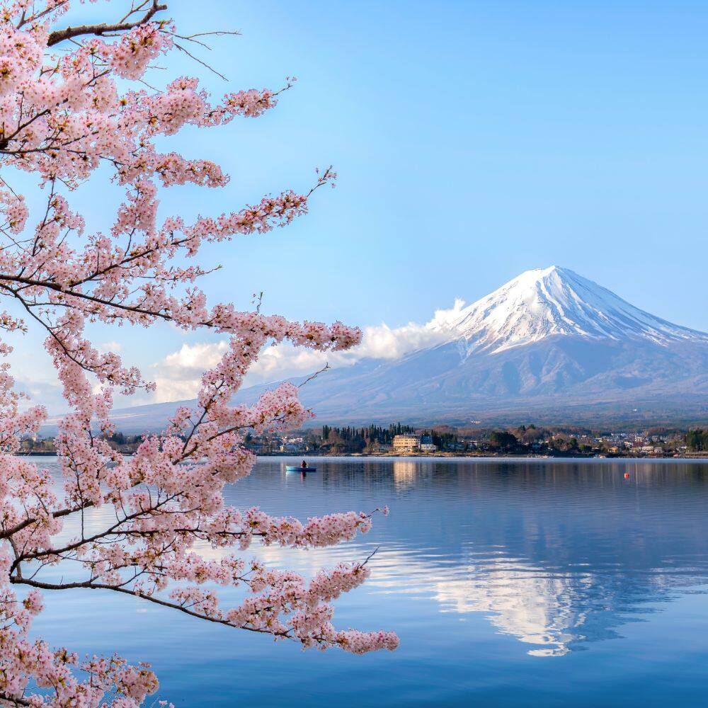 cherry blossom in front of mount fuji tokyo