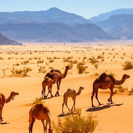 camels in the wadi rum desert with mountains in the distance in jordan 