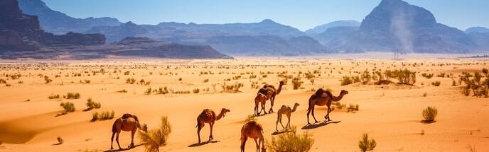 camels in the wadi rum desert with mountains in the distance in jordan 