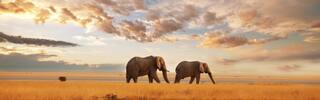 kenya elephants sunset