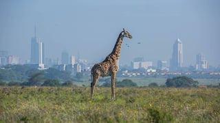 nairobi giraffe park city behind