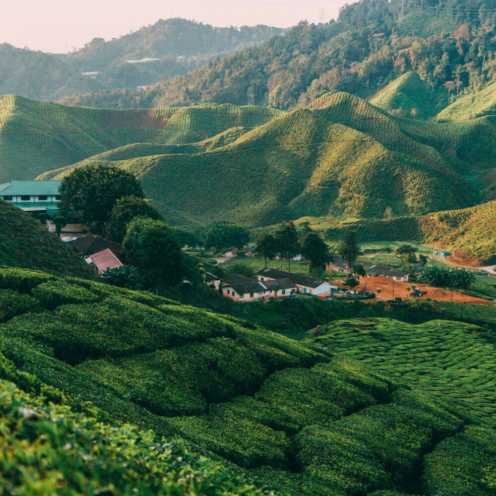 landscape of a tea plantation malaysia 