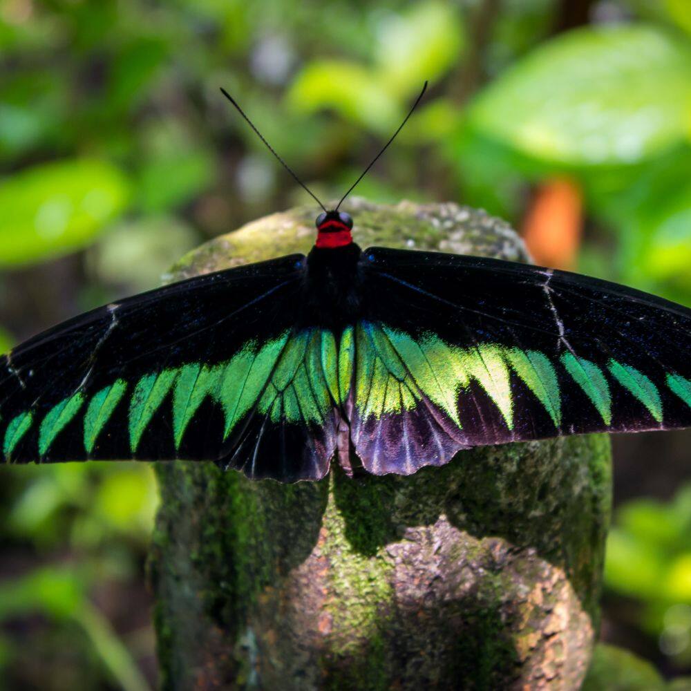 butterfly at butterfly park in kuala kumpur malaysia 