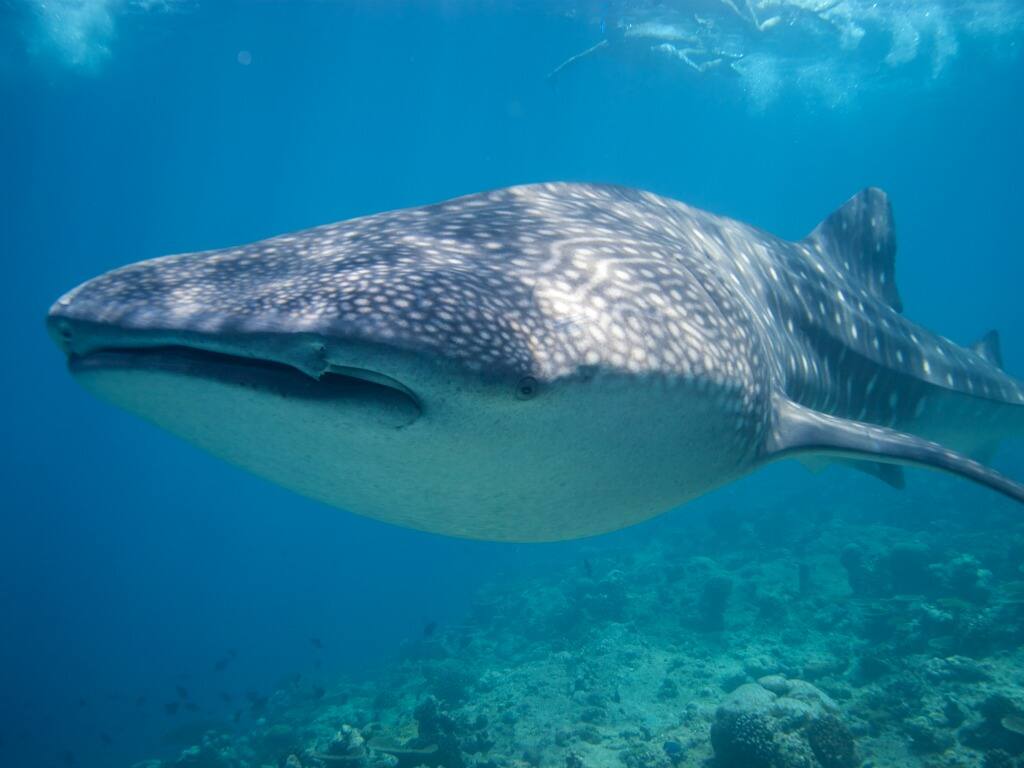 a whale shark swimming in clear blue waters in the maldives 