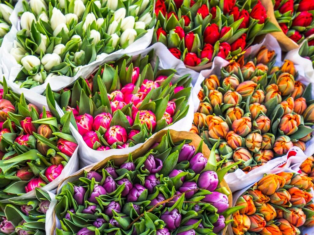 bunch of tulips in amsterdam