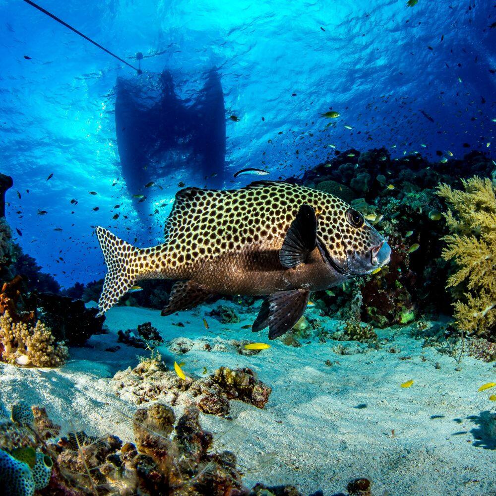underwater picture with a large fish in the forefront in the philippines