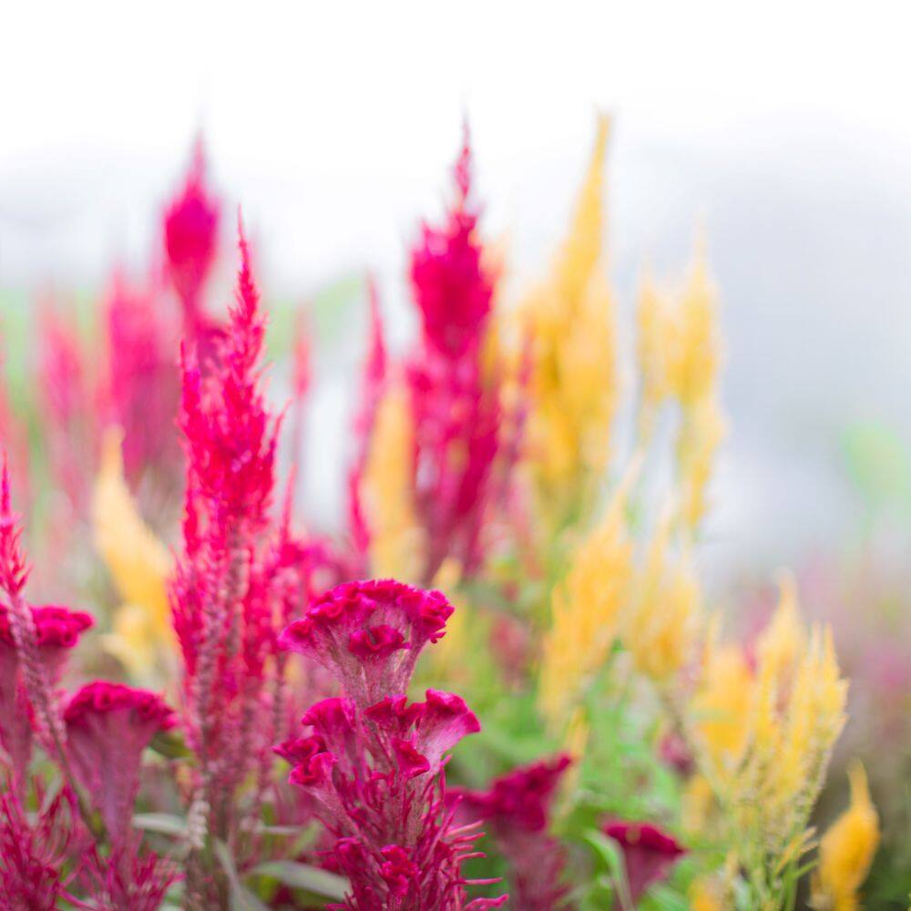 lavender flower sirao garden cebu city philippines