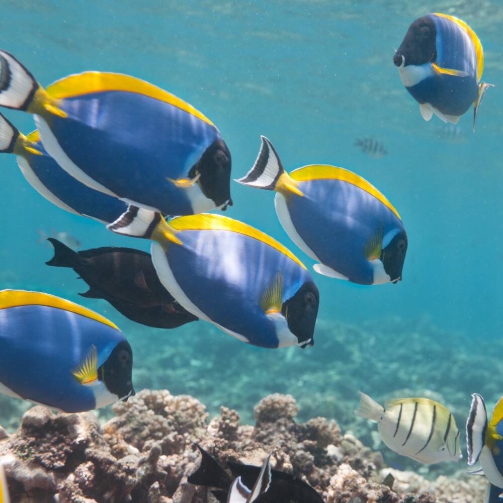 school of blue tang palette surgeonfish swimming near seychelles