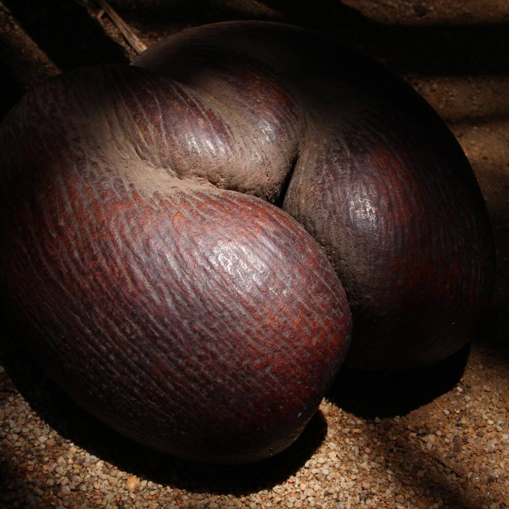 coco de mer double coconut on islands of praslin and curieuse seychelles