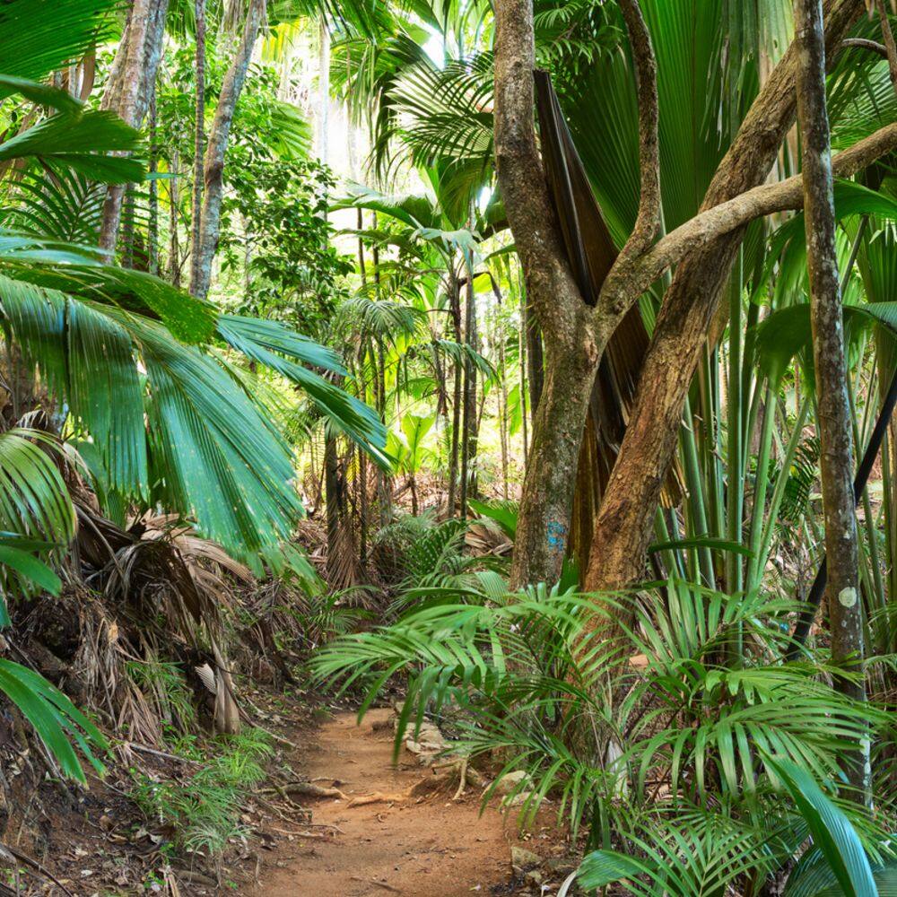 footpath through tropical may valley palm forest on island of praslin seychelles