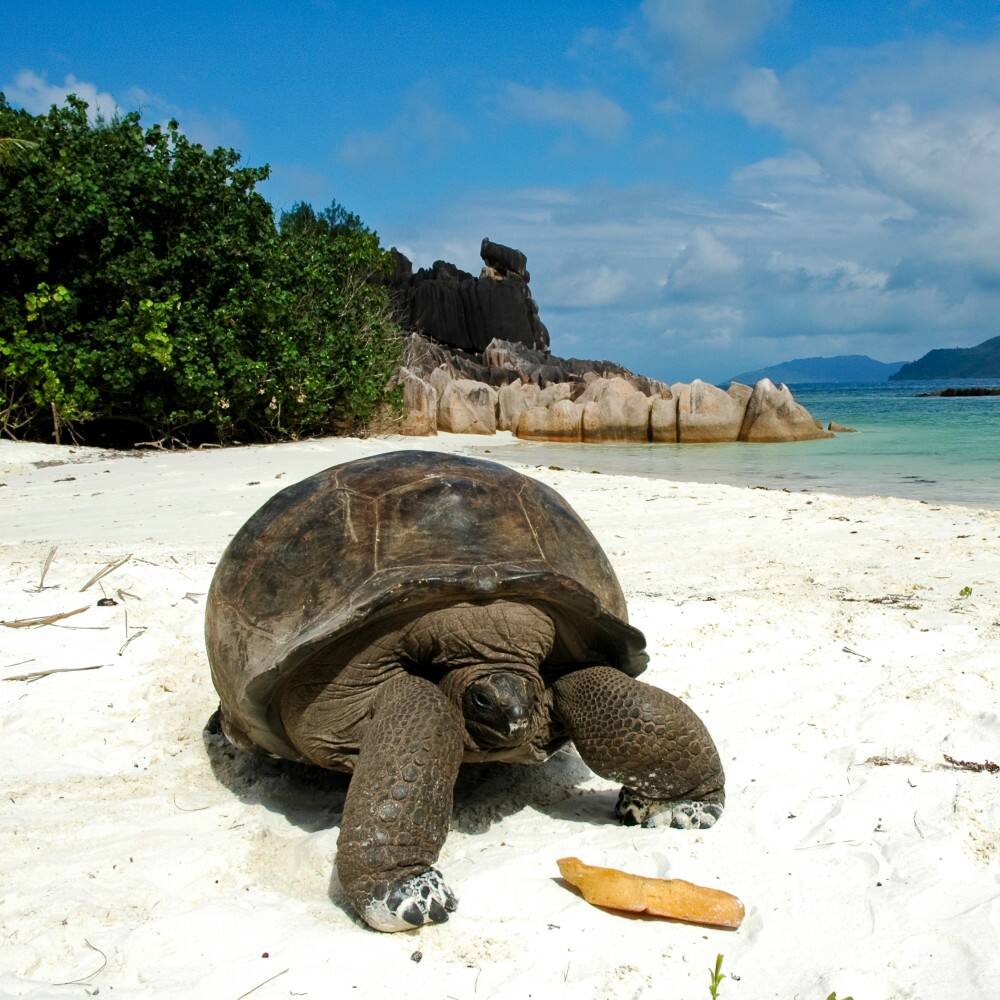 giant tortoise on a beach in seychelles 