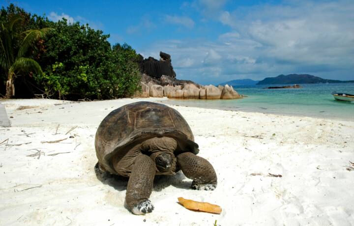 Book Flights To Seychelles Etihad Airways