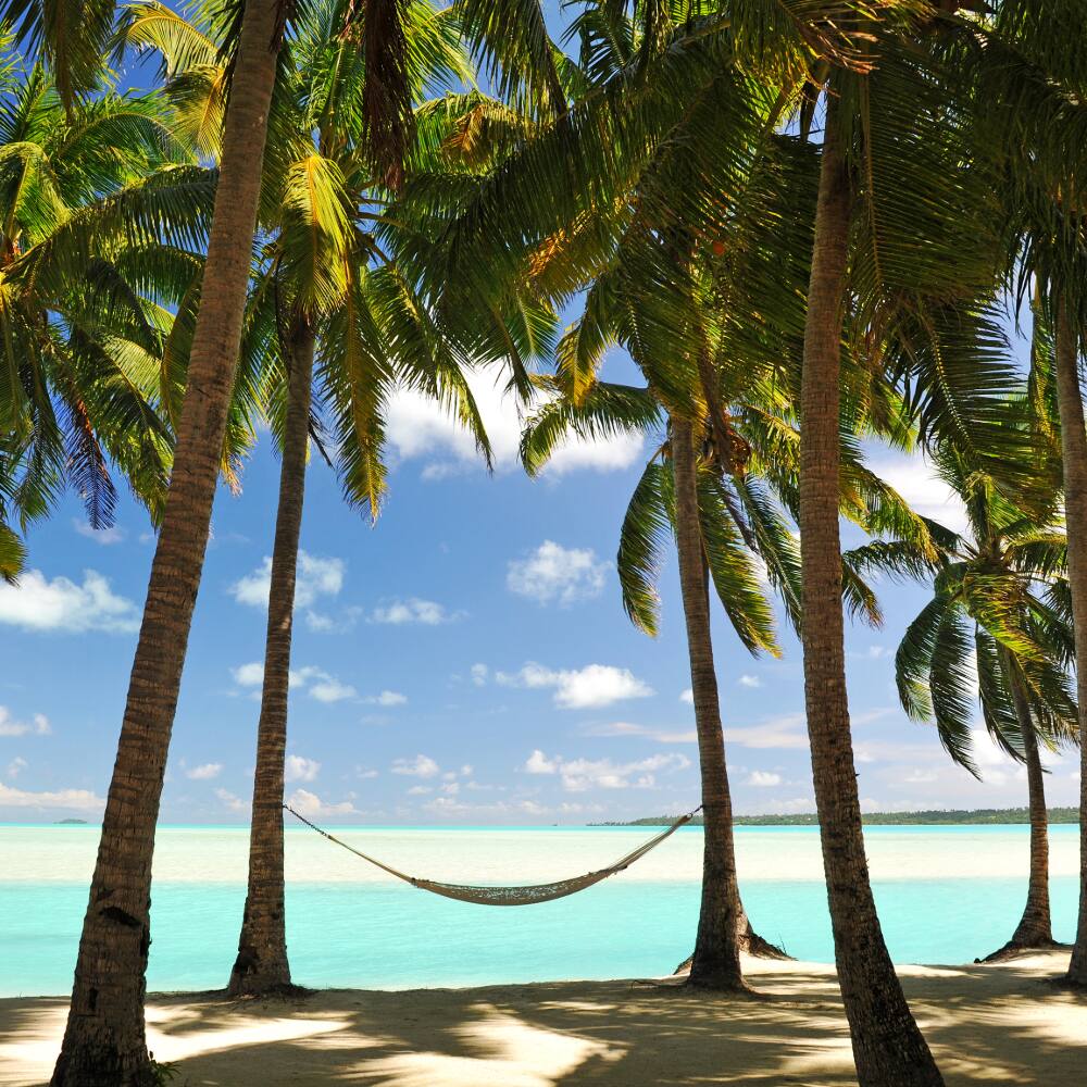 a hammock between palm trees on the beach in seychelles