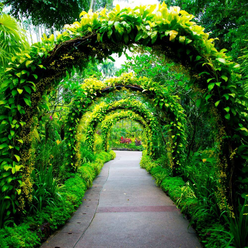 singapore botanic gardens